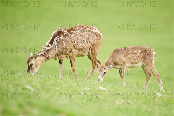 European mouflon (Ovis aries musimon) ewe with her youngster standing on a meadow, tirol,