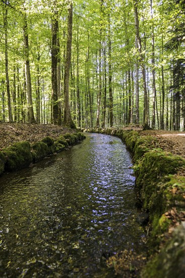 Stream and hiking trail in the forest, Heidenwuhr, Rickenbach, Hotzenwald, Southern Black Forest,