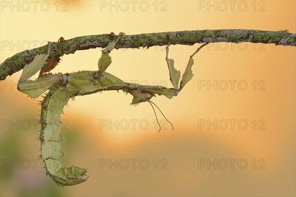 Giant prickly stick insect (Extatosoma tiaratum), female, captive, occurrence in Australia
