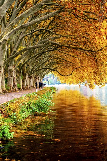 Platanen Allee, Weg am Lake Baldeney, near Haus Scheppen, in Essen, autumn, North Rhine-Westphalia,