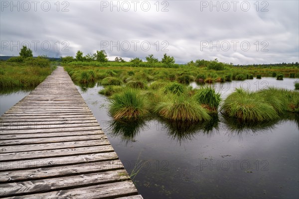 The High Fens, Brackvenn, raised bog, wooden plank hiking trail, in Wallonia, Belgium, on the