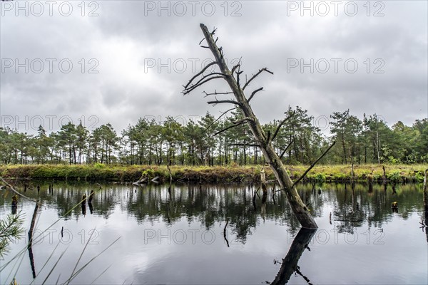 The Pietzmoor, raised bog in the Lüneburg Heath nature reserve, near Schneverdingen, Lower Saxony,