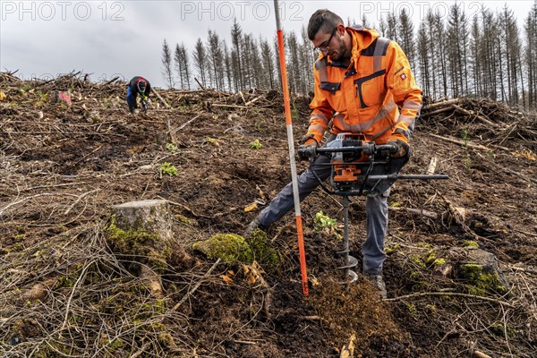 Reforestation in the Arnsberg Forest near Warstein-Sichtigvor, Soest district, forestry workers