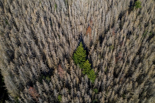 Sauerland, forest dieback, dead spruce trees, caused by the bark beetle, high temperatures, lack of
