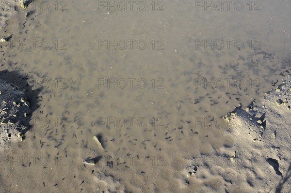 Natterjack toad (Epidalea calamita, Bufo calamita), tadpoles in a puddle, North Rhine-Westphalia,