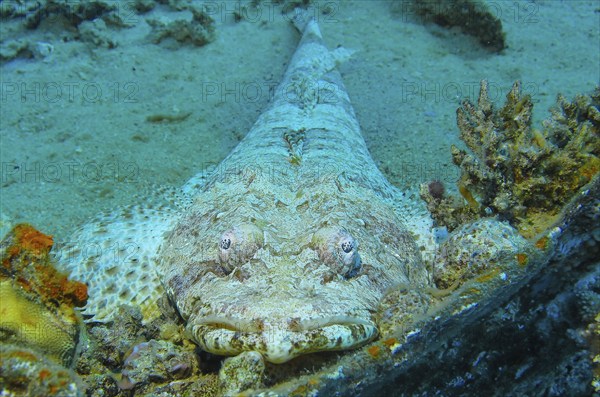 Crocodile fish (Papilloculiceps longiceps), underwater photo, dive site reef Bluff Point, Red Sea,