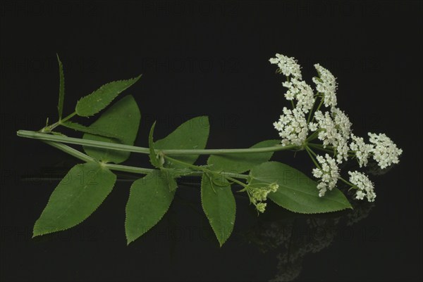 Vegetable, plant, food, agriculture, horticulture, flower of the sugar root, Sisum sisarum, Sium,