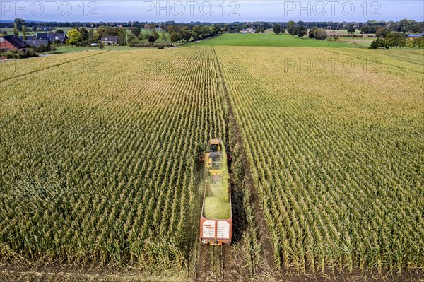 Maize harvest, combine harvester, chopper works its way through a maize field, the silage is pumped