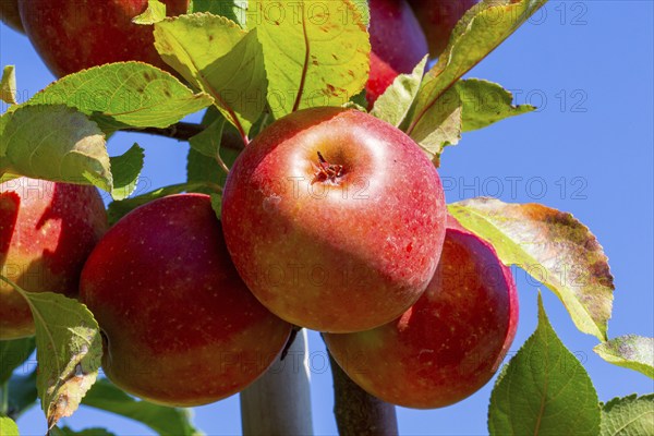Close-up of apples in an apple field in the Palatinate. The apple trees are Weirouge or the Red