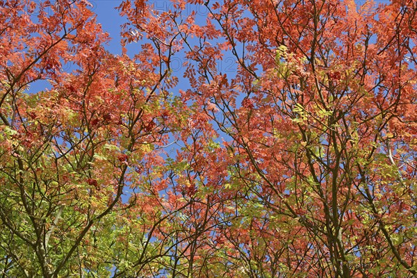 European rowan (Sorbus aucuparia), view into the treetops with autumn leaves, blue sky, North