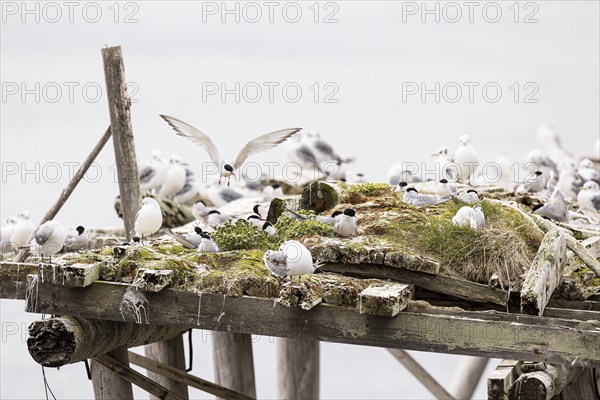 Arctic tern (Sterna paradisaea) in flight over small colony on artificial nesting raft, with