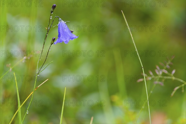 A fly sits on a harebell (Campanula rotundifolia) in the rain, close-up, nature photograph,
