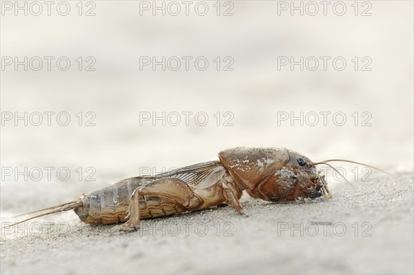 European mole cricket (Gryllotalpa gryllotalpa), Camargue, Provence, southern France