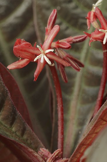 Hoffmannia (Hoffmannia refulgens, Campylobotris pyrophylla), flowers, Rubiaceae, native to Central