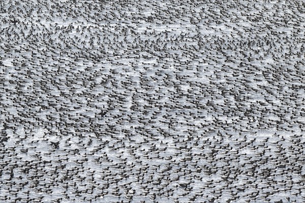 Flock of birds, common guillemots (Uria aalge) swimming in the sea, Hornoya Island, Hornøya, Vardø,