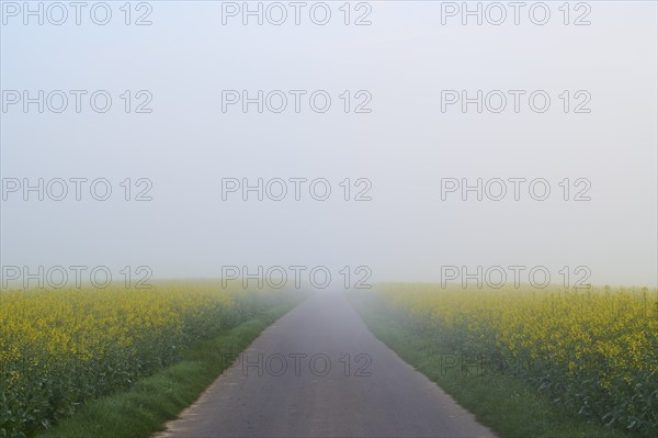 Deserted country road leading through fog-covered yellow rape fields, spring, Großheubach,