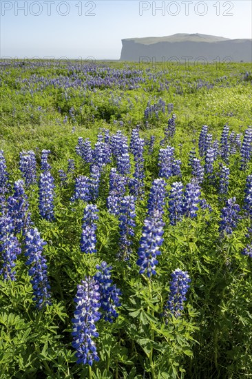 Flowering lupins, Icelandic landscape, Iceland, Europe