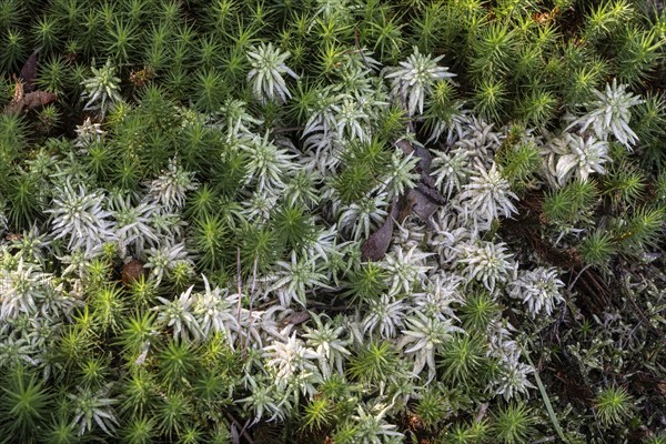 Peat moss (Sphagnum) between common sphagnum moss (Polytrichum commune), Emsland, Lower Saxony,