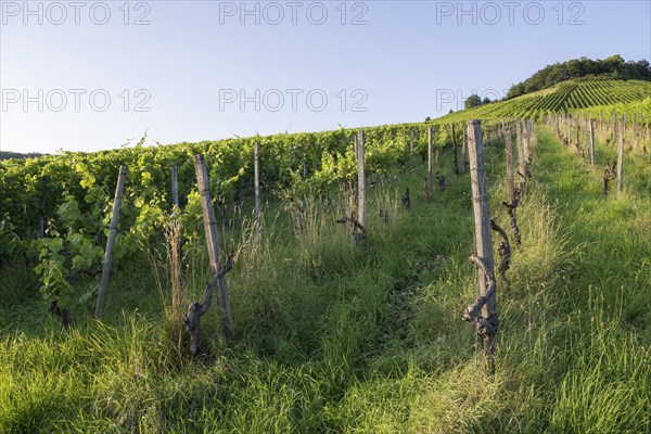 Vineyard at Korber Kopf is grubbed up due to uneconomical conditions, low yield, age, diseases,