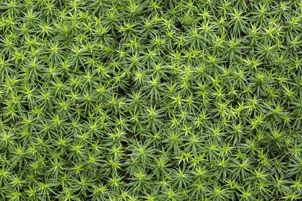 Bank haircap moss, hair moss (Polytrichum formosum) (Polytrichastrum formosum) close-up in spring