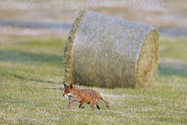 Red fox (Vulpes vulpes) showing early stage of mange infection, hunting in freshly mowed meadow,
