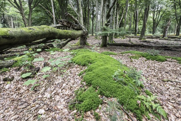 Moss cushion (Polytrichum formosum) in beech forest (Fagus sylvatica), Emsland, Lower Saxony,