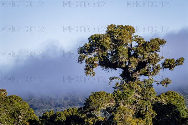 Tree in the cloud forest, mountain rainforest, Parque Nacional Los Quetzales, Costa Rica, Central
