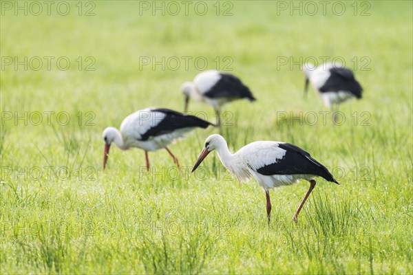 White storks (Ciconia ciconia) foraging in a meadow in the early morning, dew beads on the grass,