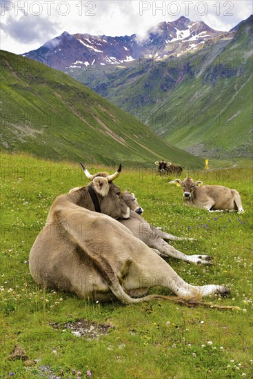 Ruminating cows above the Rifflsee in the Pitztal, Tyrol, Austria, Europe