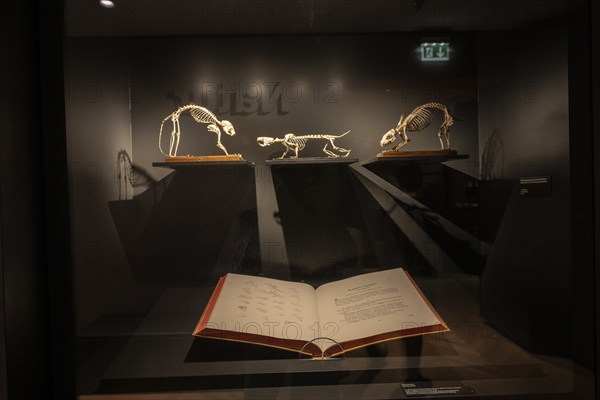 Exhibits, vertebrate skeletons in the Goethe National Museum, Weimar, Thuringia, Germany, Europe