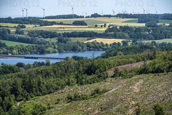 Reforestation in the Arnsberg Forest above Lake Möhnesee, Soest district, site of a spruce forest