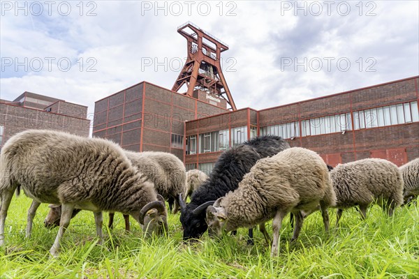 Sheep at the Zollverein Coal Mine Industrial Complex for the first time, 12 Heidschnucken and