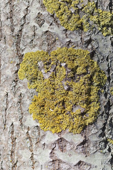 Texture of Manchurian walnut bark with lichens