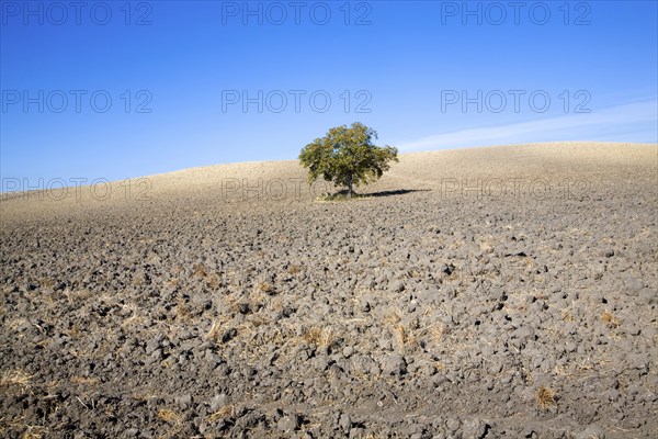 Lone tree standing in ploughed field with blue sky near El Gastor, Cadiz province, Spain, Europe