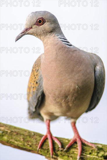 European Turtle Dove (Streptopelia turtur) sitting on a branch. Bas-Rhin, Alsace, Grand Est,