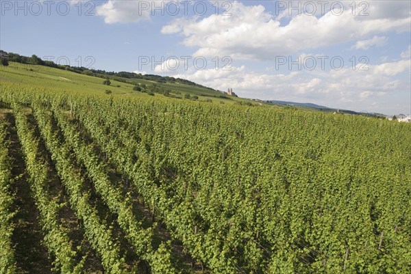 Wine-growing region near Rüdesheim, Hesse, Germany, Europe