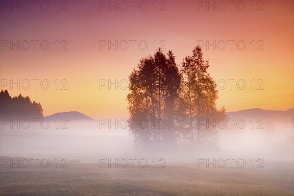 Birch trees in the Rothenthurm upland moor at sunrise in autumn, Canton Schwyz, Switzerland, Europe