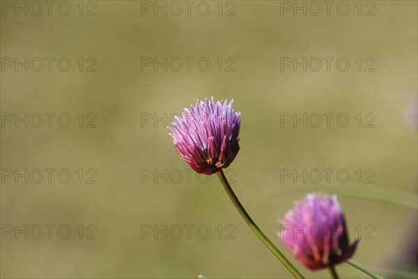 Chive (Allium schoenoprasum), in bloom, North Rhine-Westphalia, Germany, Europe