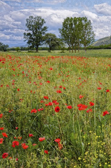 Poppies in bloom in a meadow near Magliano de Marsi in the province of L'Aquila in Abruzzo. Italy,