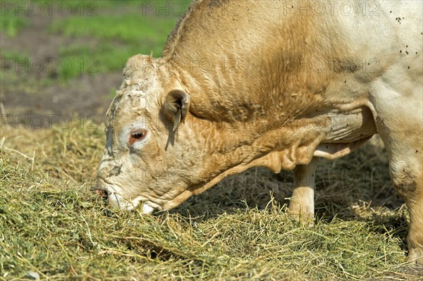 Hornless Charolais bull eating hay, Lászlómajor Meierhof, Sarród, Fertö-Hanság National Park