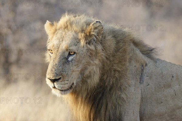 African lion African lion (Panthera leo melanochaita), adult male, standing in the morning light,