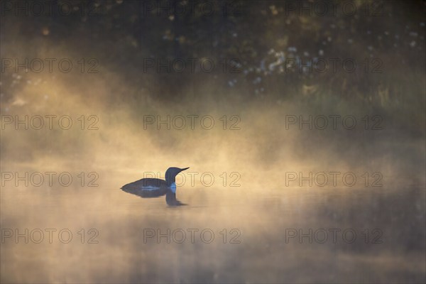 Red-throated loon (Gavia stellata) a misty morning in a bog lake