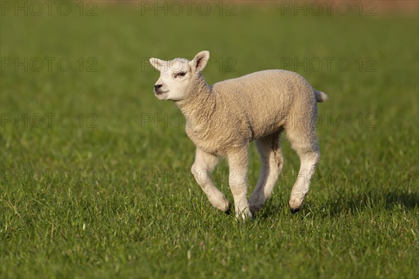 Domestic sheep (Ovis aries) juvenile baby lamb farm animal running in a grass field, England,