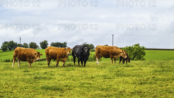 Cows and Farms in Yorkshire Dales National Park, North Yorkshire, England, United Kingdom, Europe