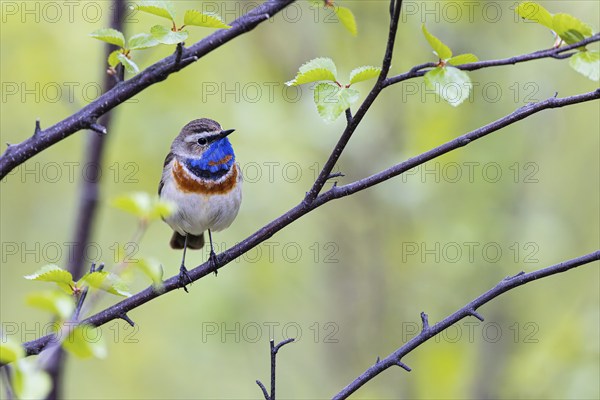 Red-throated Bluethroat or Tundra Bluethroat (Luscinia svecica), adult male sitting on a branch,