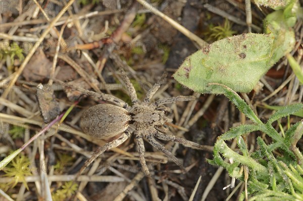 False tarantula or wolf spider (Alopecosa farinosa), female, Provence, southern France