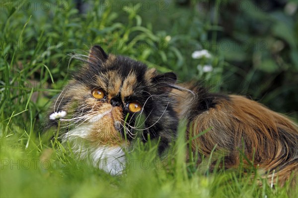 Persian cat, long-haired cat