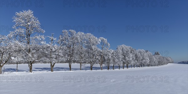 Tree avenue St. Johann, Swabian Alb, Baden-Württemberg, Germany, Swabian Alb, Baden-Württemberg,