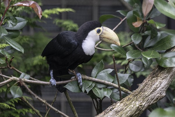 Toco toucan (Ramphastos toco), Vogelpark Walsrode, Lower Saxony, Germany, Europe