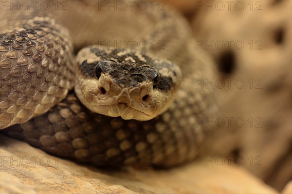 Black-tailed rattlesnake (Crotalus molossus), adult, on rocks, warming up, sunbathing, Sonoran